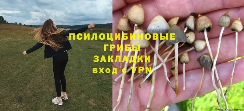 даркнет наркотические препараты  Воткинск  Галлюциногенные грибы Psilocybine cubensis  дарнет шоп 